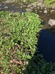Nasturtium officinale
