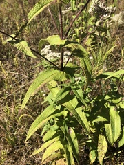Eupatorium