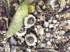 Geastrum