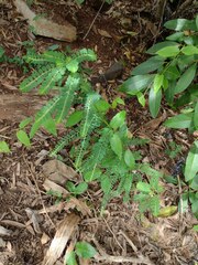 Phyllanthus leucanthus