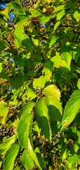 Viburnum dentatum