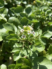 Nasturtium officinale