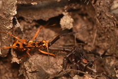 Sphictostethus gravesii