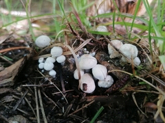 Asterophora lycoperdoides