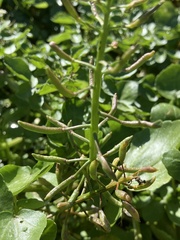 Nasturtium officinale