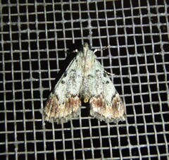 Epipaschia superatalis