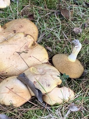 Suillus