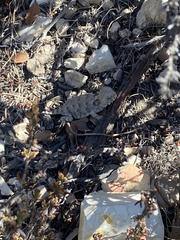 Phrynosoma blainvillii