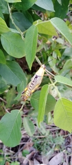 Pyrgomorphidae