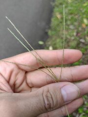 Digitaria violascens