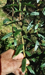 Pimelea ligustrina