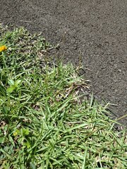 Eremochloa ophiuroides