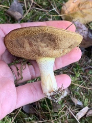 Suillus