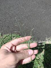 Eragrostis tenuifolia