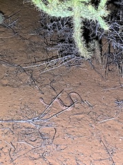 Crotalus cerastes
