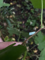 Flatormenis proxima