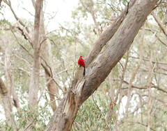 Platycercus elegans elegans