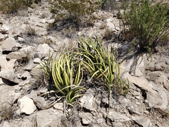 Agave lechuguilla