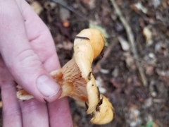 Lactarius peckii