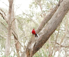 Platycercus elegans elegans