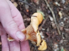 Lactarius peckii