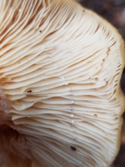 Lactarius peckii