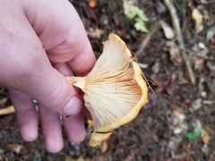 Lactarius peckii