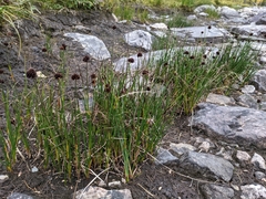 Juncus mertensianus