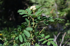Sorbus sitchensis