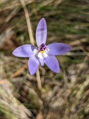 Glossodia major