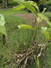 Melinis repens