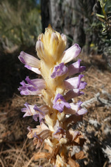 Phelipanche arenaria
