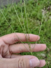 Digitaria violascens