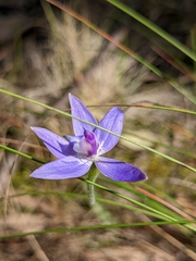 Glossodia major