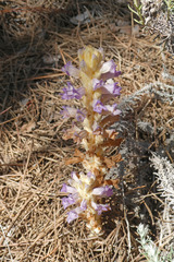 Phelipanche arenaria