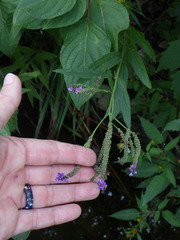 Verbena hastata