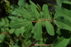 Sorbus sitchensis