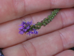Verbena hastata