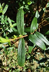 Pimelea ligustrina