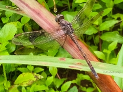 Orthetrum chrysostigma
