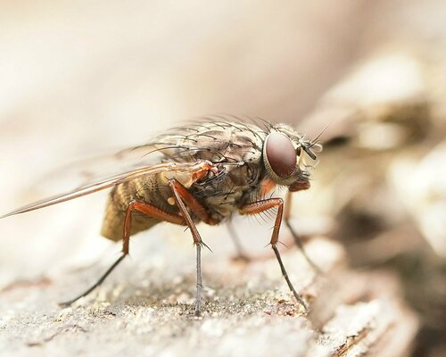 Helina nigrita