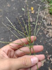 Digitaria nuda