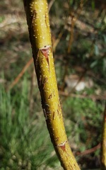 Pimelea ligustrina