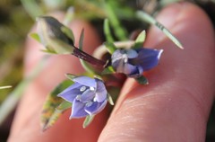 Lomatogonium rotatum