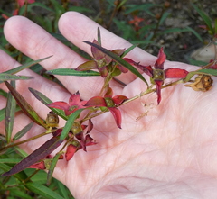 Ludwigia alternifolia