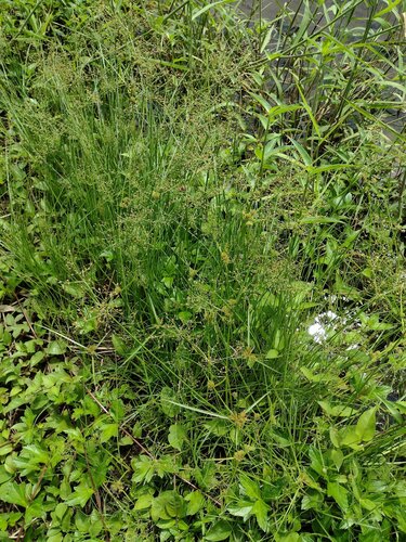 Fimbristylis littoralis, 2022-09-20