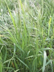 Bromus sterilis