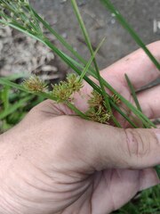 Cyperus difformis