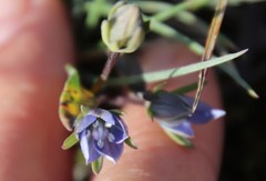 Lomatogonium rotatum