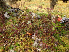 Castilleja fissifolia